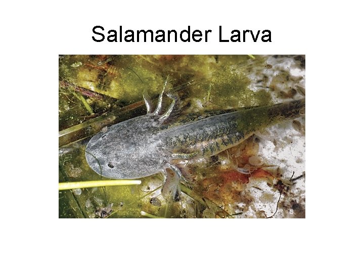 Salamander Larva 