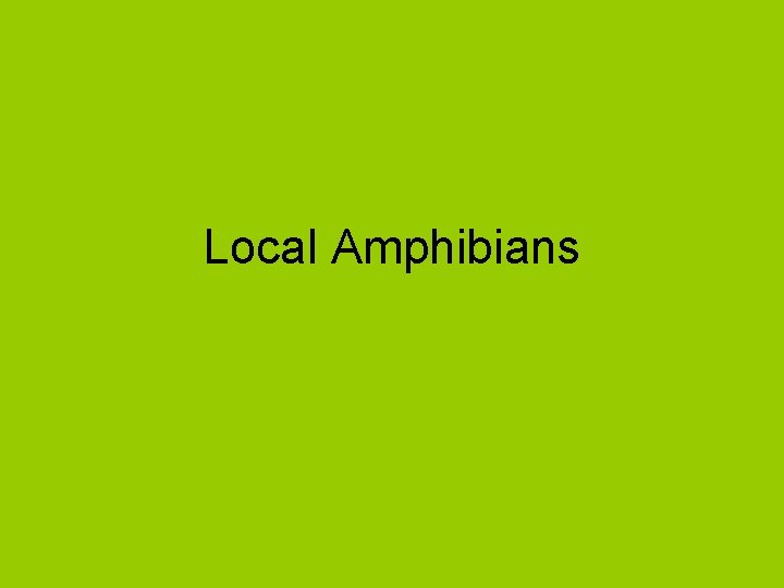 Local Amphibians 
