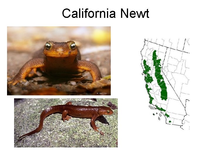 California Newt 
