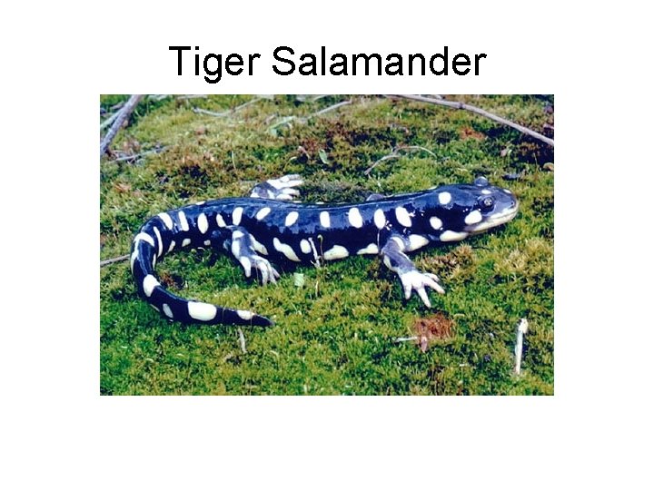 Tiger Salamander 