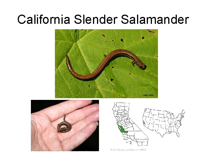 California Slender Salamander 