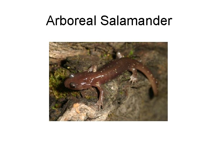 Arboreal Salamander 