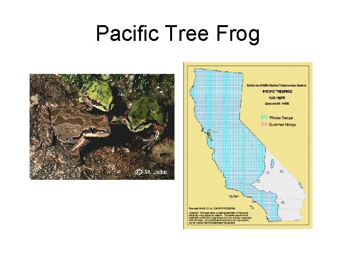 Pacific Tree Frog 
