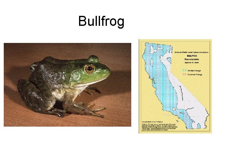 Bullfrog 