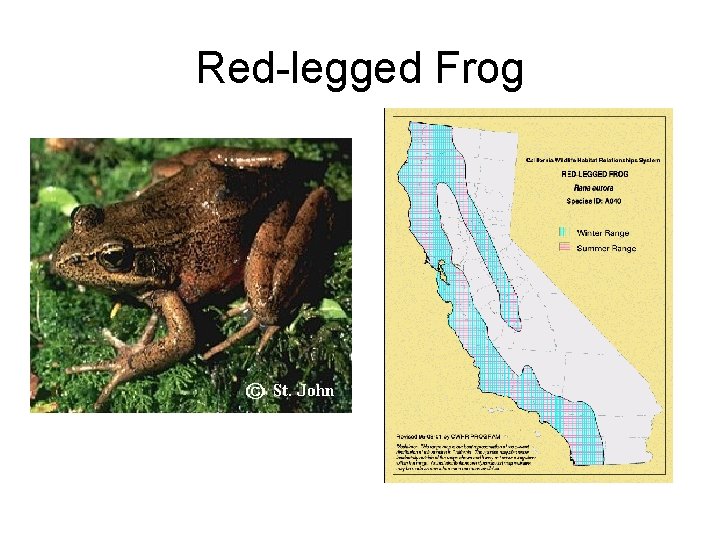 Red-legged Frog 