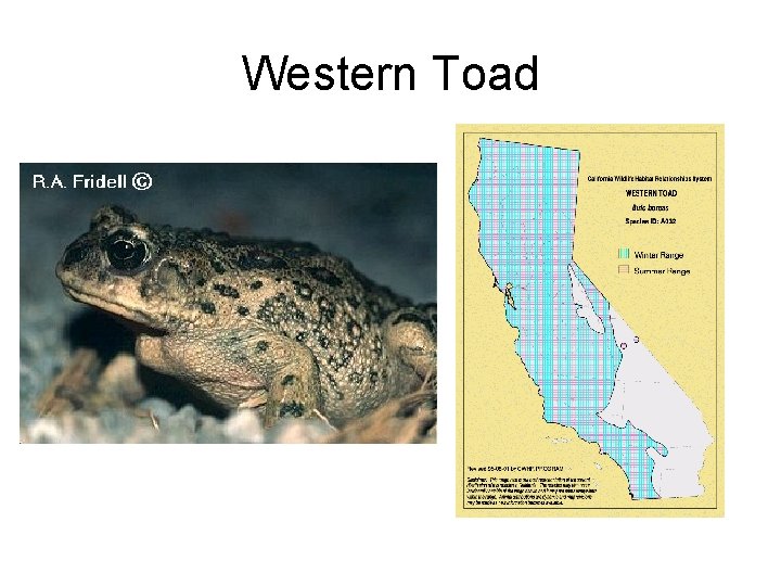 Western Toad 