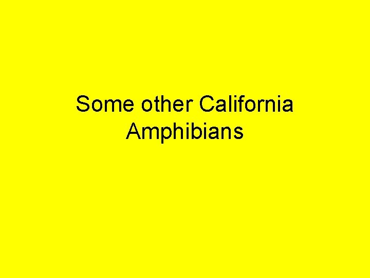 Some other California Amphibians 