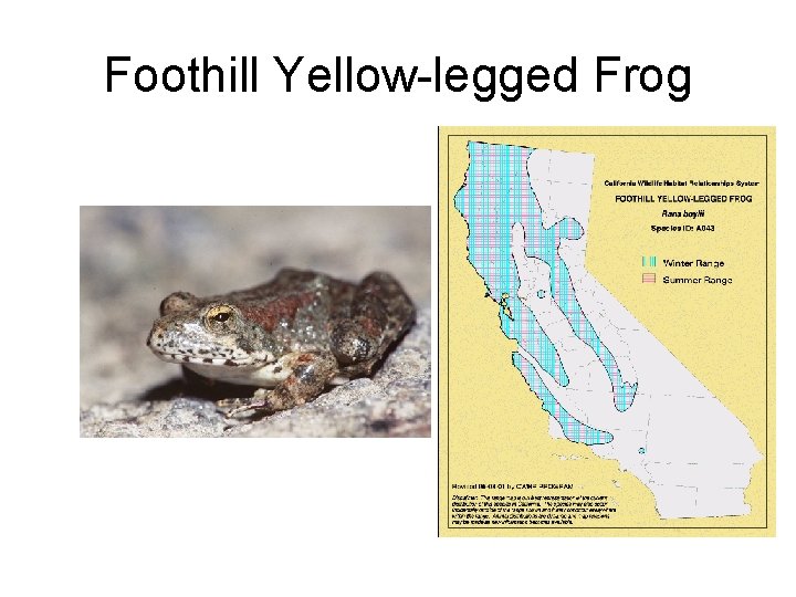 Foothill Yellow-legged Frog 