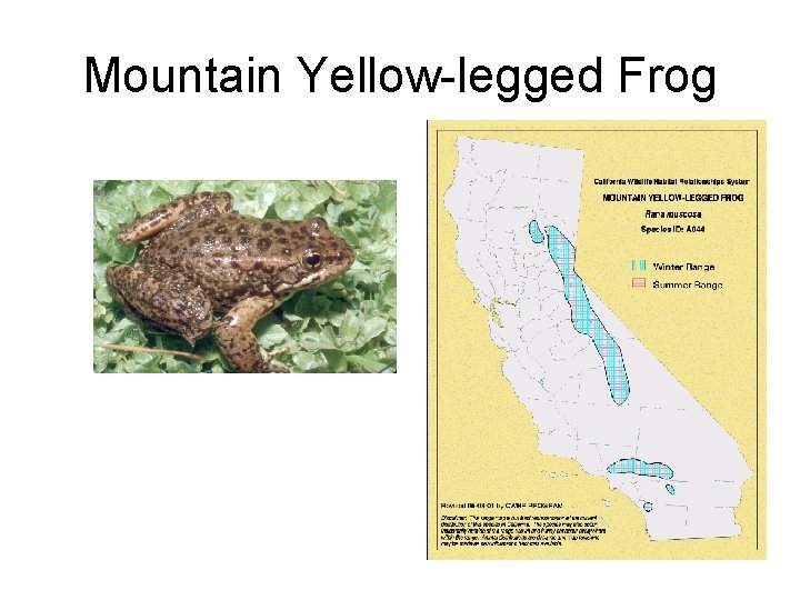 Mountain Yellow-legged Frog 