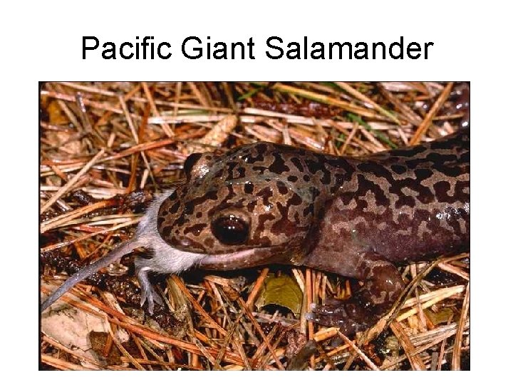 Pacific Giant Salamander 