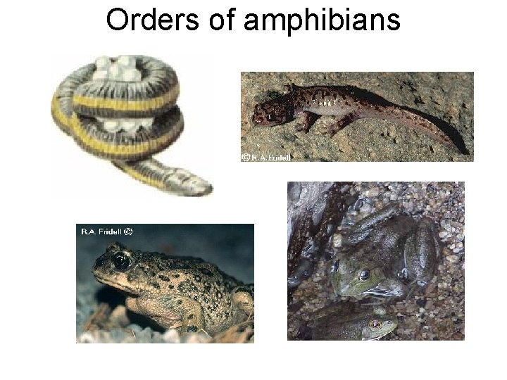 What is an amphibian A class of related