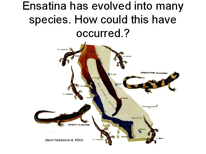 Ensatina has evolved into many species. How could this have occurred. ? 