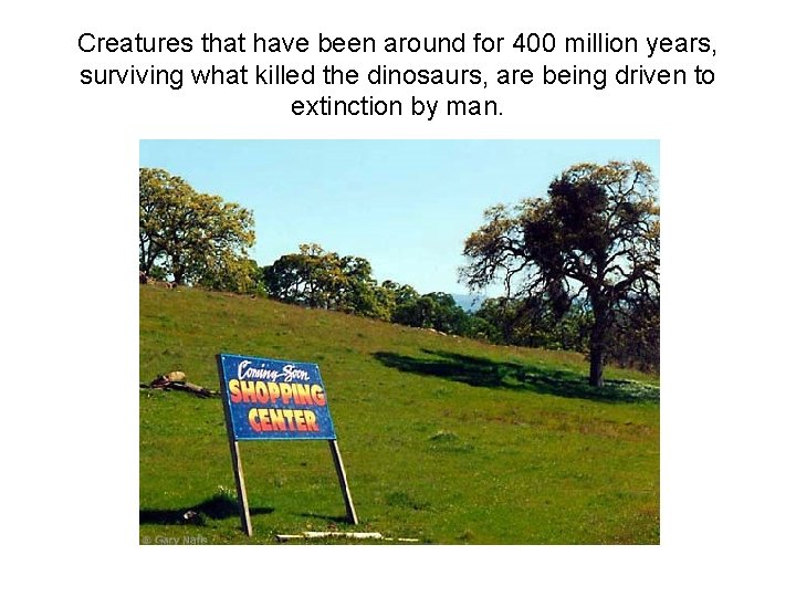 Creatures that have been around for 400 million years, surviving what killed the dinosaurs,