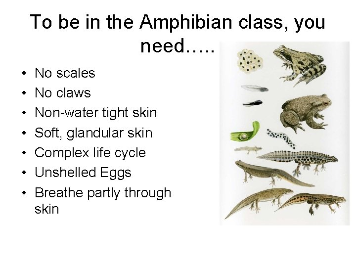 To be in the Amphibian class, you need…. . • • No scales No