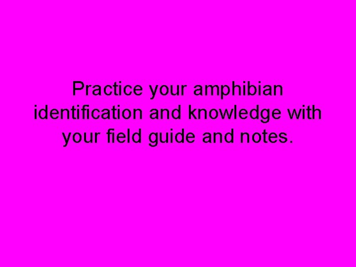 Practice your amphibian identification and knowledge with your field guide and notes. 