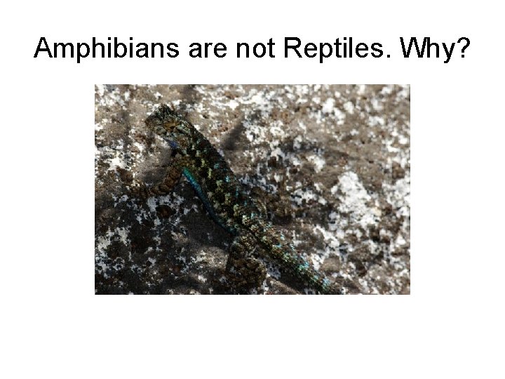 Amphibians are not Reptiles. Why? 
