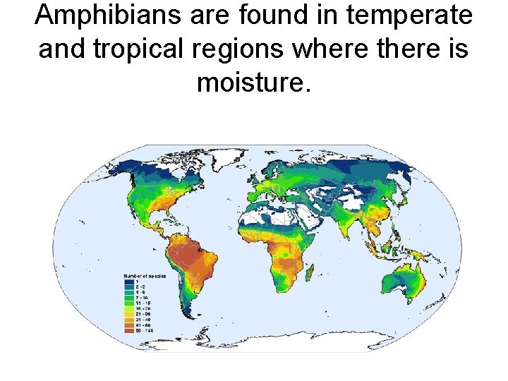 Amphibians are found in temperate and tropical regions where there is moisture. 