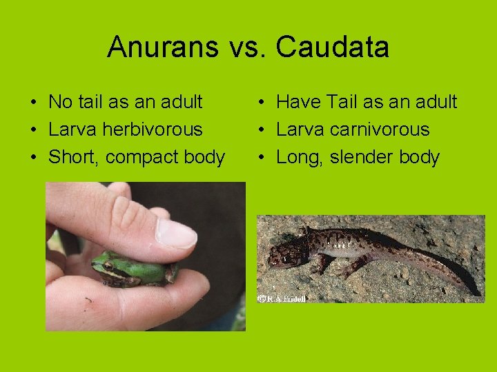 Anurans vs. Caudata • No tail as an adult • Larva herbivorous • Short,