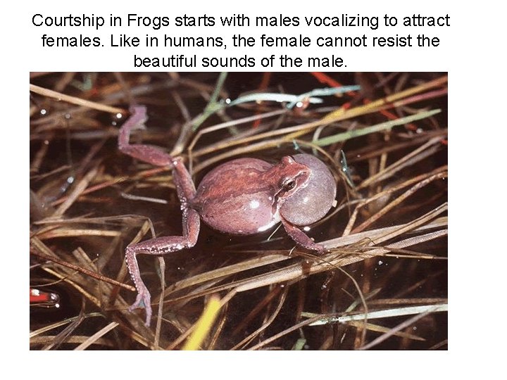 Courtship in Frogs starts with males vocalizing to attract females. Like in humans, the