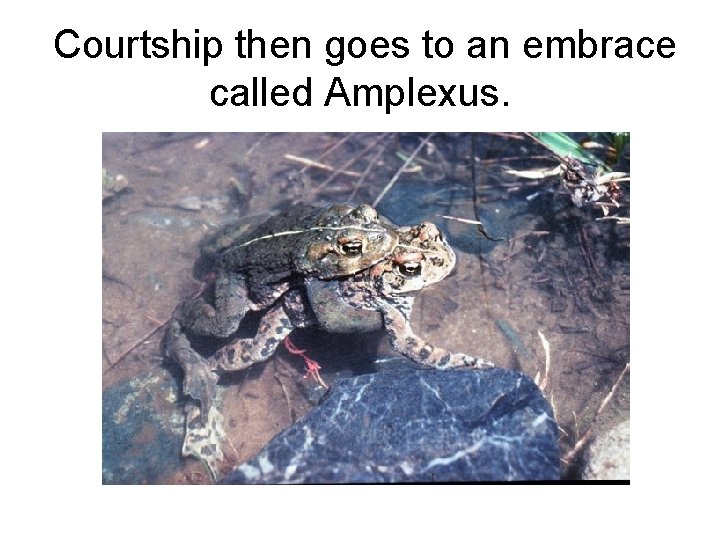 Courtship then goes to an embrace called Amplexus. 