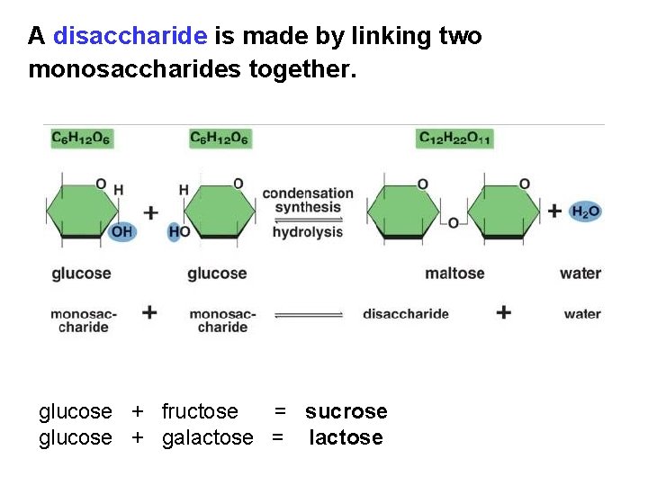 A disaccharide is made by linking two monosaccharides together. glucose + fructose = sucrose