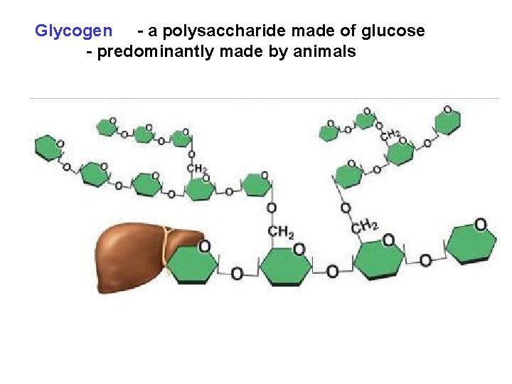 Glycogen - a polysaccharide made of glucose - predominantly made by animals 