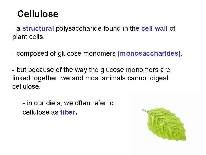 Cellulose - a structural polysaccharide found in the cell wall of plant cells. -