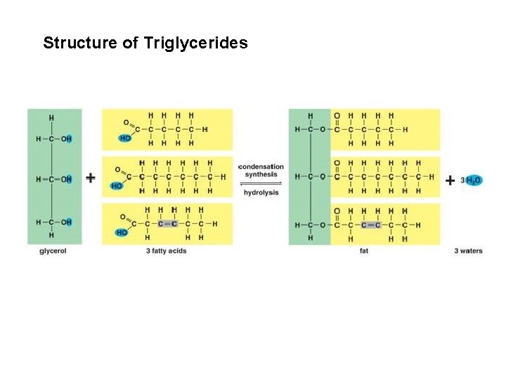 Structure of Triglycerides 