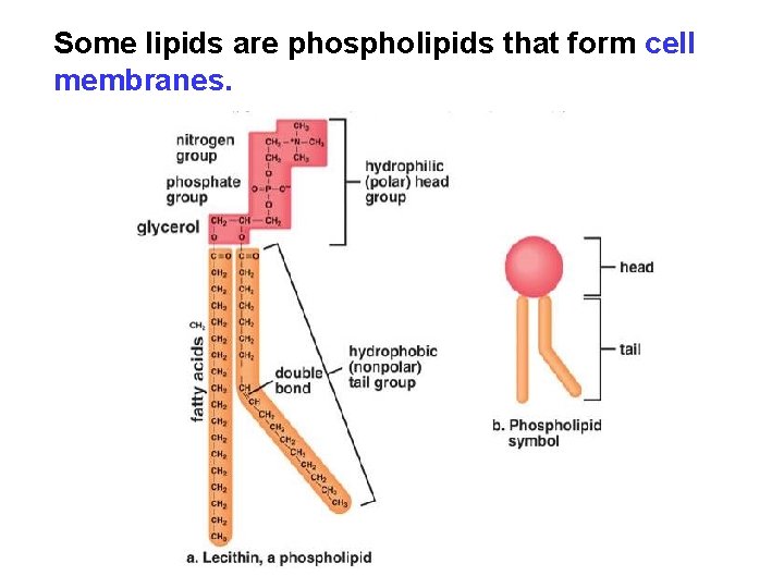 Some lipids are phospholipids that form cell membranes. 