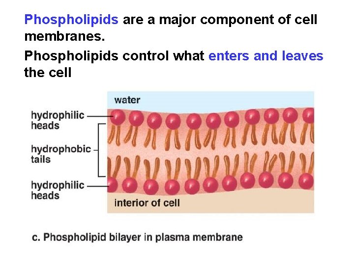 Phospholipids are a major component of cell membranes. Phospholipids control what enters and leaves
