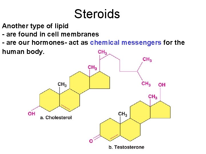 Steroids Another type of lipid - are found in cell membranes - are our