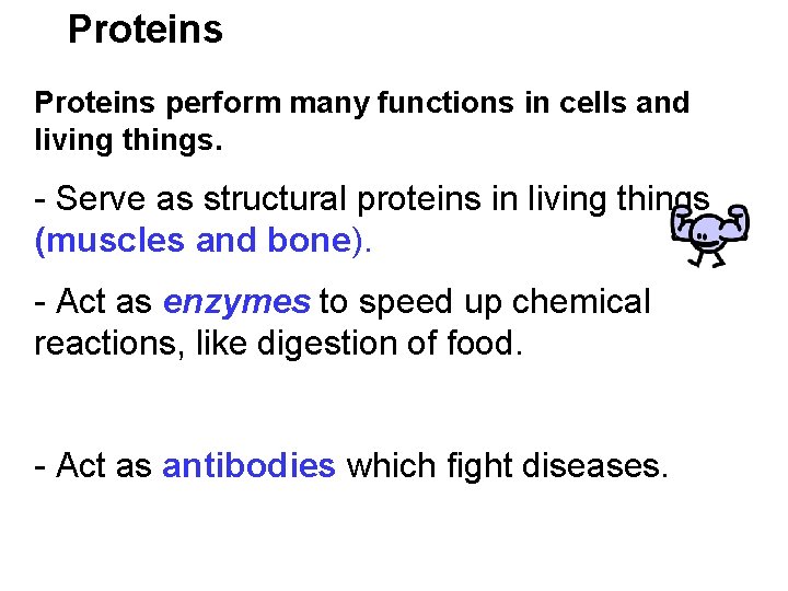 Proteins perform many functions in cells and living things. - Serve as structural proteins