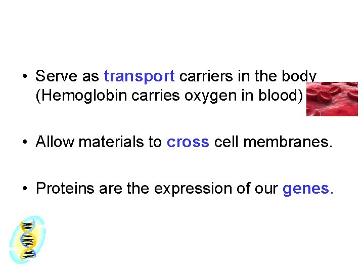  • Serve as transport carriers in the body (Hemoglobin carries oxygen in blood)