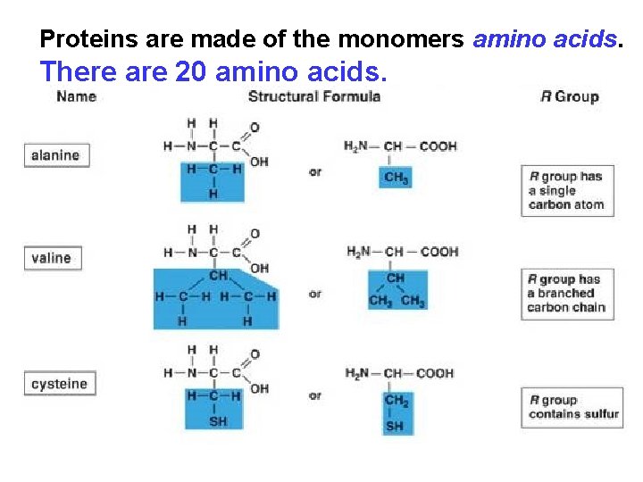 Proteins are made of the monomers amino acids. There are 20 amino acids. 