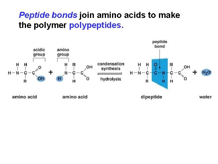 Peptide bonds join amino acids to make the polymer polypeptides. 