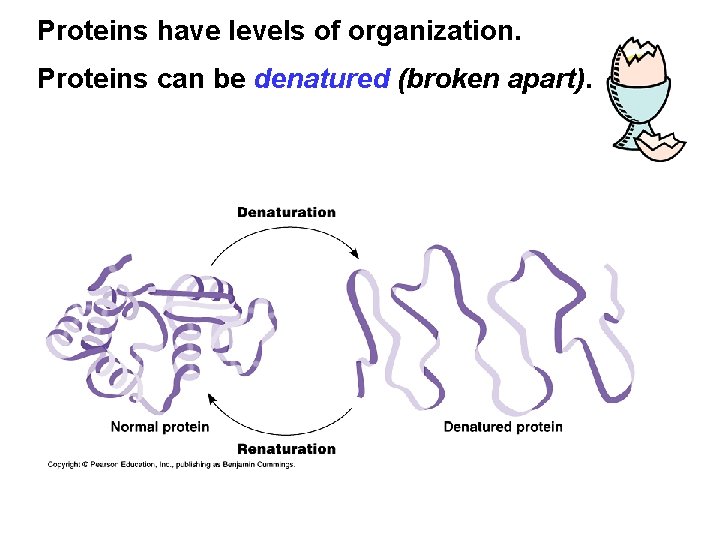 Proteins have levels of organization. Proteins can be denatured (broken apart). 