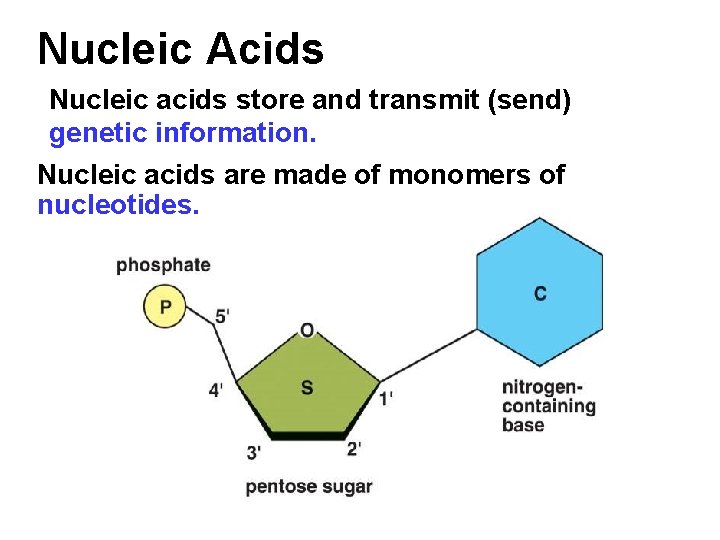 Nucleic Acids Nucleic acids store and transmit (send) genetic information. Nucleic acids are made