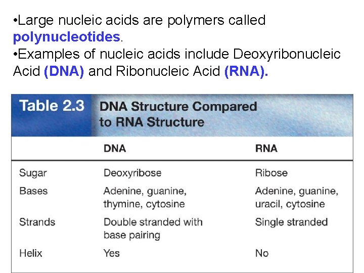  • Large nucleic acids are polymers called polynucleotides. • Examples of nucleic acids