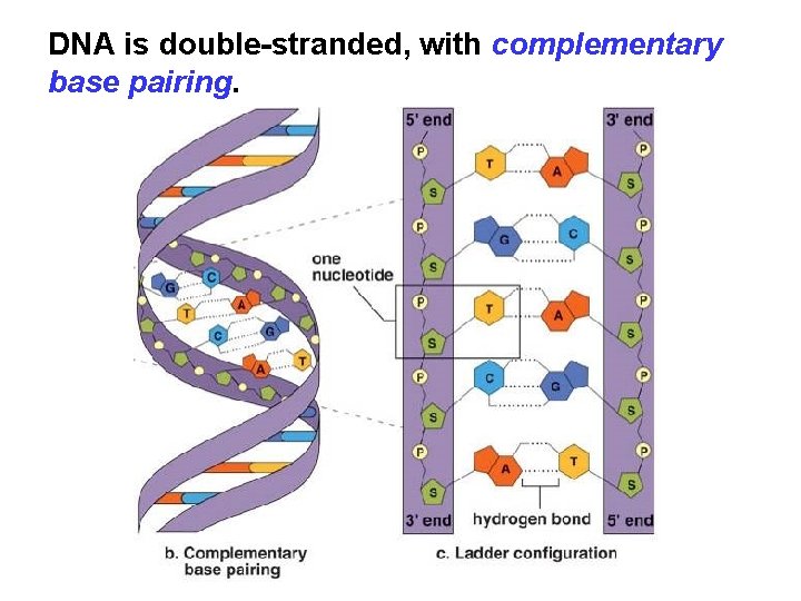 DNA is double-stranded, with complementary base pairing. 
