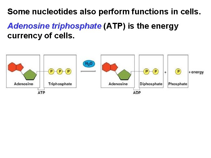 Some nucleotides also perform functions in cells. Adenosine triphosphate (ATP) is the energy currency