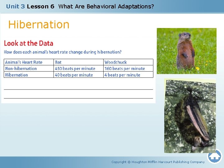 Unit 3 Lesson 6 What Are Behavioral Adaptations? Hibernation Copyright © Houghton Mifflin Harcourt