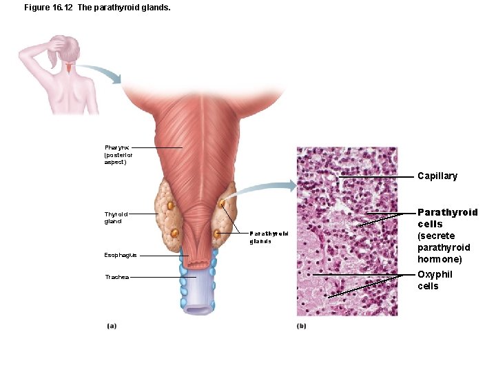 Figure 16. 12 The parathyroid glands. Pharynx (posterior aspect) Capillary Thyroid gland Parathyroid glands