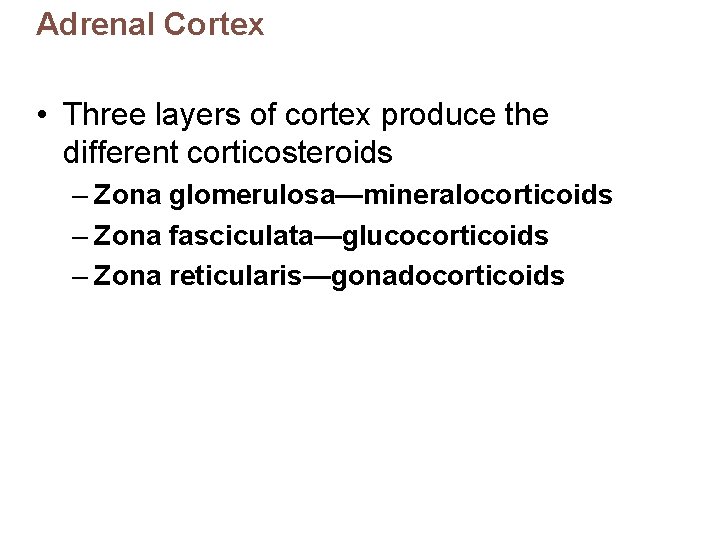 Adrenal Cortex • Three layers of cortex produce the different corticosteroids – Zona glomerulosa—mineralocorticoids
