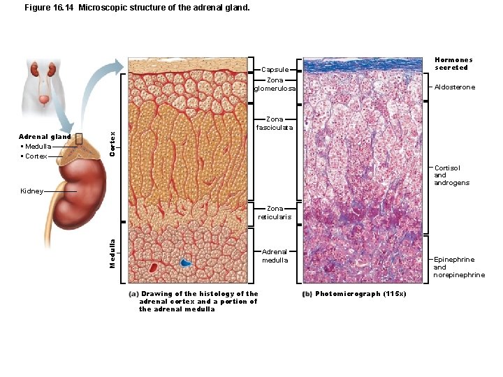 Figure 16. 14 Microscopic structure of the adrenal gland. Hormones secreted Zona glomerulosa Aldosterone