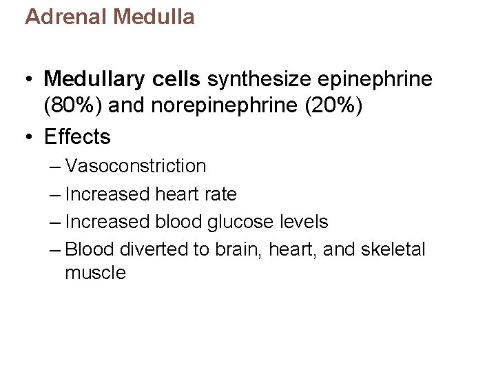 Adrenal Medulla • Medullary cells synthesize epinephrine (80%) and norepinephrine (20%) • Effects –