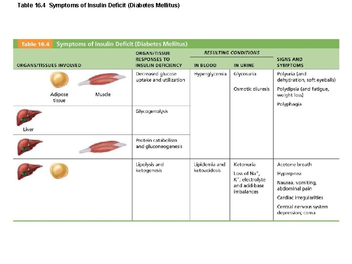 Table 16. 4 Symptoms of Insulin Deficit (Diabetes Mellitus) 