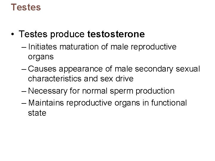 Testes • Testes produce testosterone – Initiates maturation of male reproductive organs – Causes