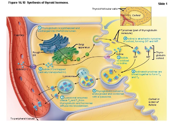 Figure 16. 10 Synthesis of thyroid hormone. Slide 1 Thyroid follicular cells Colloid 1