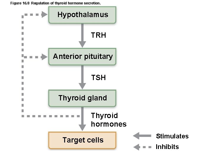 Figure 16. 8 Regulation of thyroid hormone secretion. Hypothalamus TRH Anterior pituitary TSH Thyroid