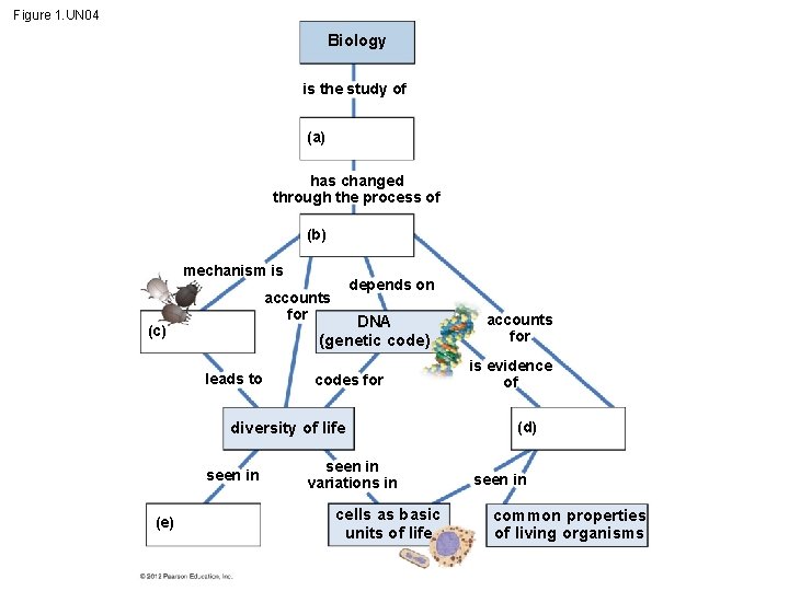 Figure 1. UN 04 Biology is the study of (a) has changed through the